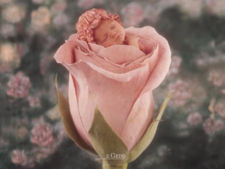 Toi mon ange