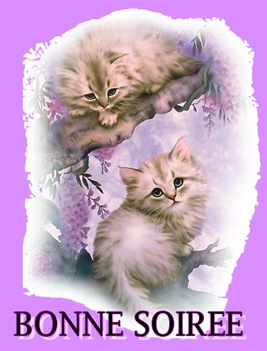 Bonsoir mes amis!
